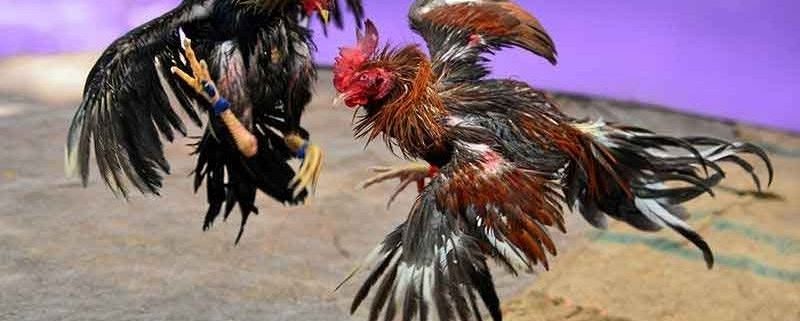 Đá Gà Trực Tiếp 88 - Sảnh Giải Trí Ăn Khách Số 1 Tại 78win 5 Giới thiệu về đá gà trực tiếp 88 làm mưa làm gió hiện nay